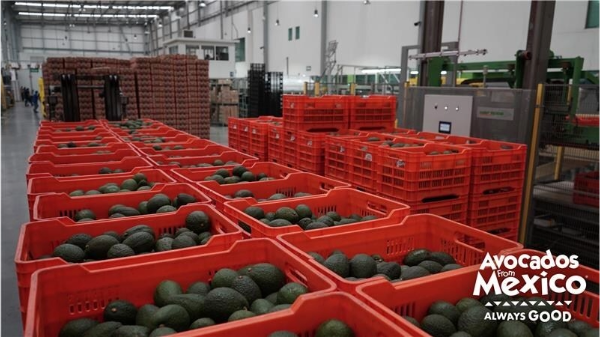 Avocados From Mexico reports record imports ahead of Super Bowl