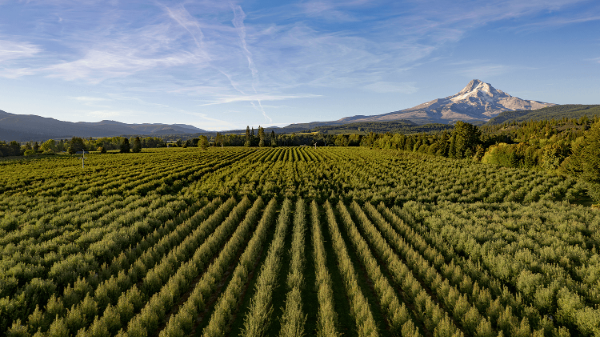 CMI Orchards’ pear imports strengthen year-round programs