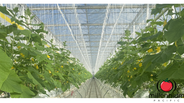 Millennium Pacific launches California cucumber program