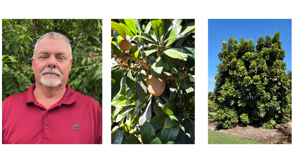 Tierra Suelta starts strong mamey sapote season