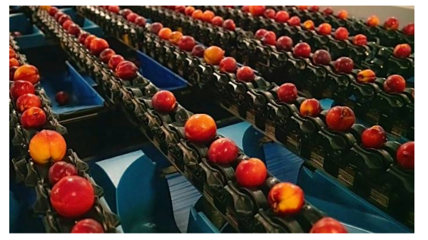 Titan Farms upgrades peach packing with AI