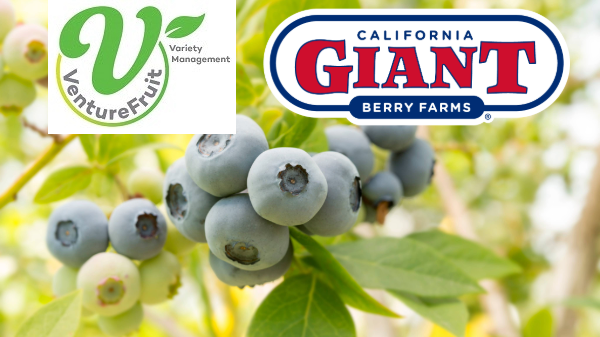 T&G’s VentureFruit forms berry partnership with California Giant
