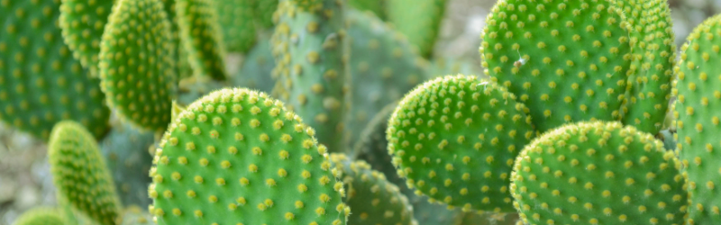 Nopales Market Summary