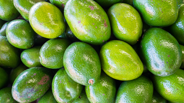 USDA modifies maturity requirements for avocados grown in South Florida and imports