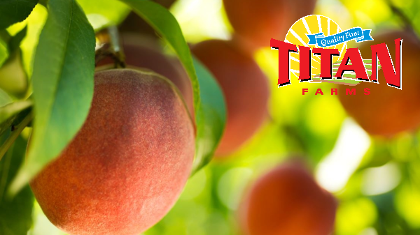 Titan Farms starts 2026 peach season