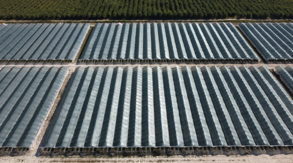 Controlled Yet Rapid Growth: A look at CEA