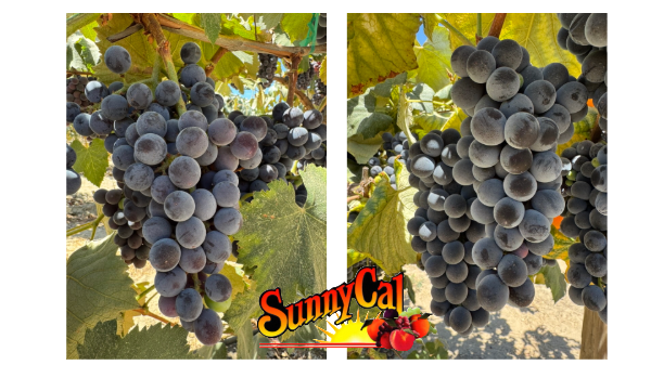 Sunny Cal Farms announces first harvest of organic grapes