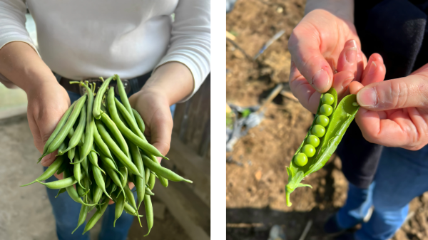 FairFruit offers year-round peas and French beans in Canada