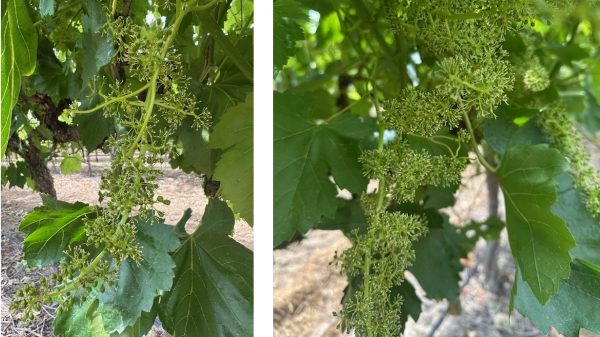 Heat should push California grapes to early start 