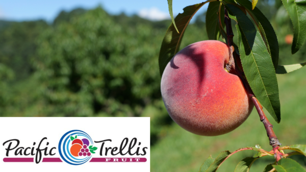 Pacific Trellis Fruit to start summer southern and eastern peach program