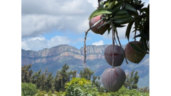 Sun World and Mission Produce collaborate on mango category innovation
