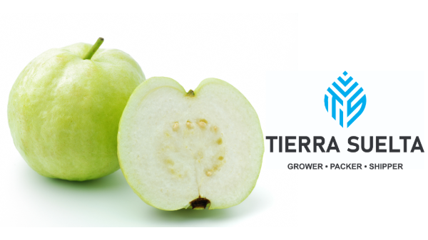 Tierra Suelta starts Florida-grown Thai guava season