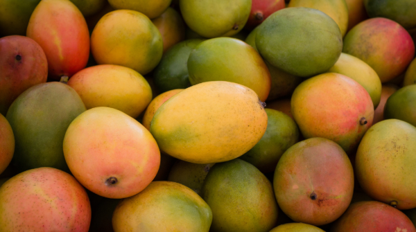 Mangos in the Spotlight: Quality, quantity, and demand