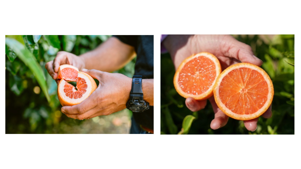Summer citrus varieties are available at Bee Sweet Citrus
