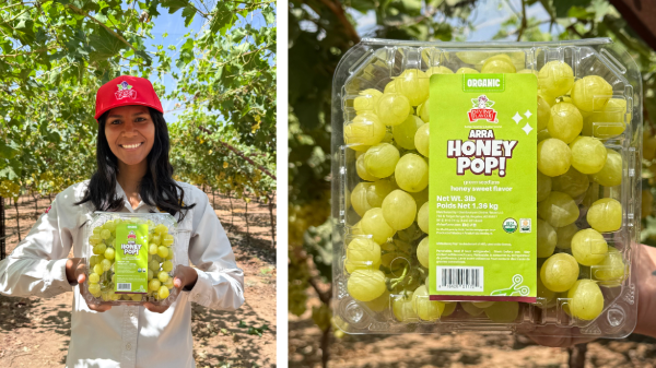 Divine Flavor highlights success of early-season ARRA Honey Pop grape