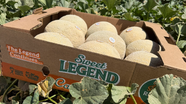 Legend Produce starts domestic cantaloupe season