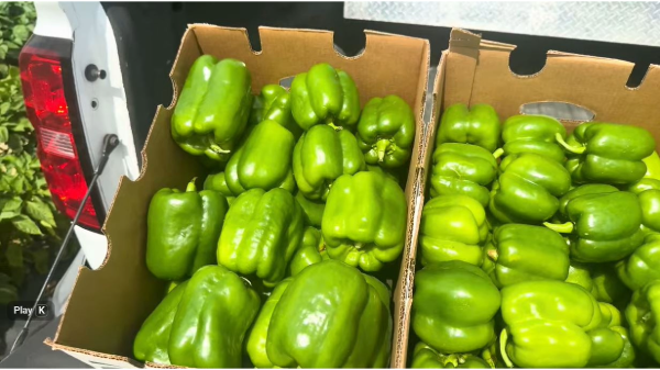 South Georgia starts tomato, bell pepper harvests