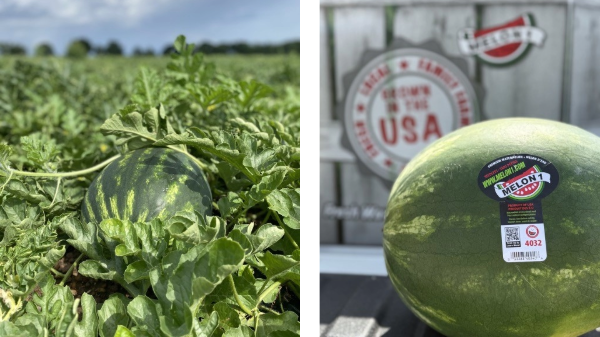 Melon 1 starts watermelon season with enhanced consumer outreach