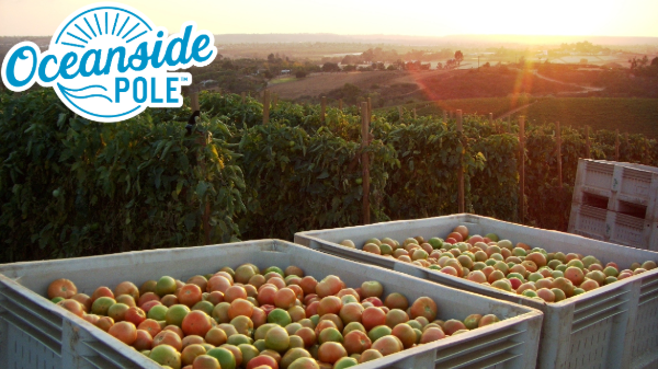 Oppy projects strong volume of Oceanside Pole tomatoes starting in June