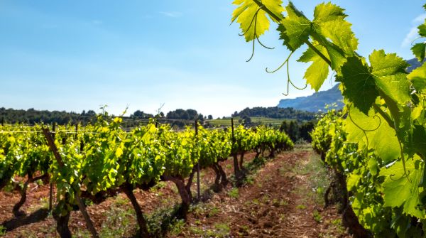 Spotlight on Grapes: Will new varieties replace old favorites?