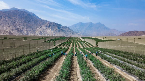 Family Tree Farms builds on blueberry partnership with Mountain Blue Orchards