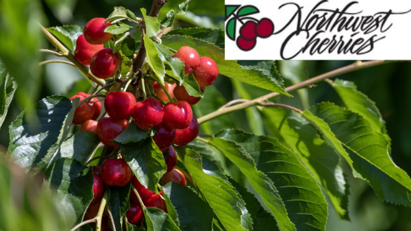 Northwest cherry season starts early with good sizing