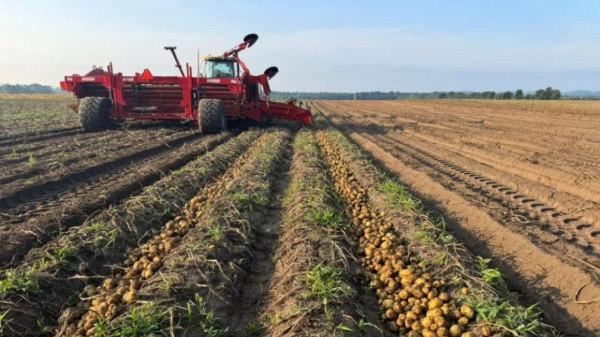 Alsum Farms starts Wisconsin red and yellow potato harvest