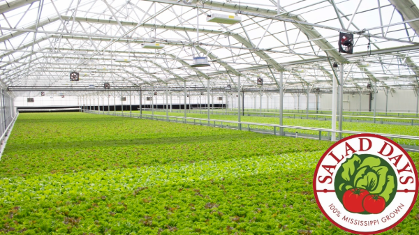 Salad Days Produce touts safety of CEA