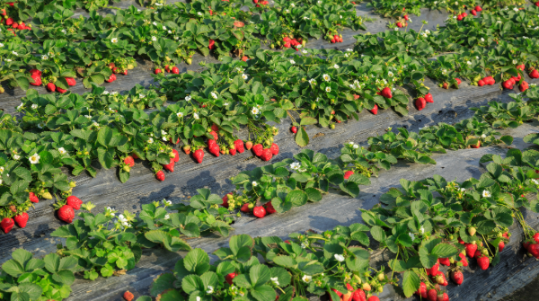 A Closer Look: American growers deserve more action and less talk 