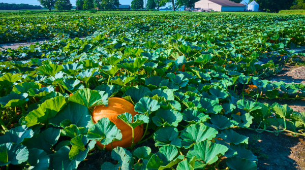 Midwest Spotlight: Style, substance, and ample supply
