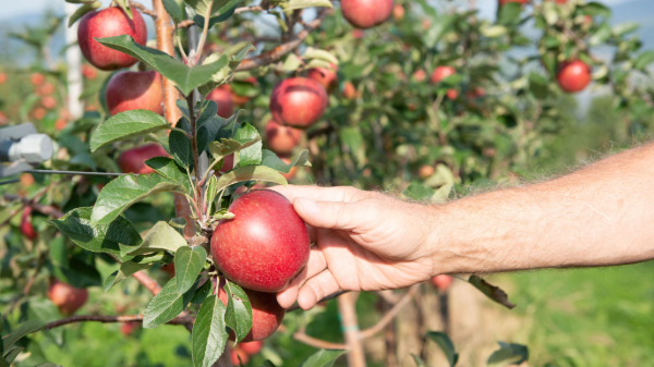 Canada’s apple growers unite under ‘Apples Canada’
