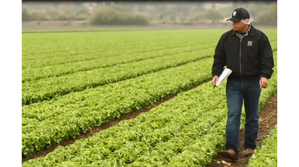 LGMA: California-grown lettuce and leafy greens not linked to Cyclospora outbreak