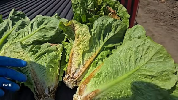 Salinas Valley suffers quality problems for leafy greens as season winds down