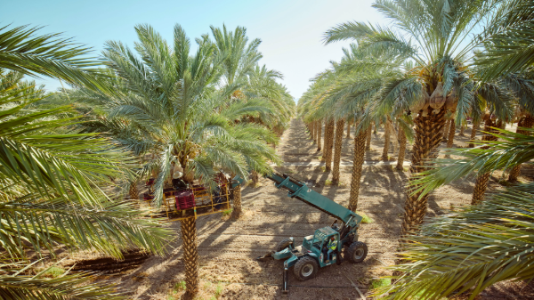 Natural Delights starts strong 2026-27 date season with early harvest