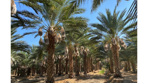 Joolies projects 50% more fruit for 2026–27 season