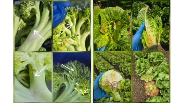 California sees end-of-season pest and disease issues on several crops