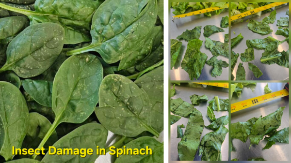 Heat stresses California value-added salad items