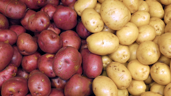 New crop red and yellow potatoes ramping up volume