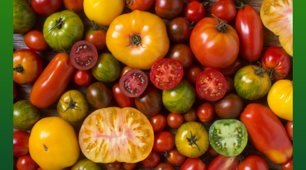 Spotlight on Tomatoes: Red-hot and moving fast