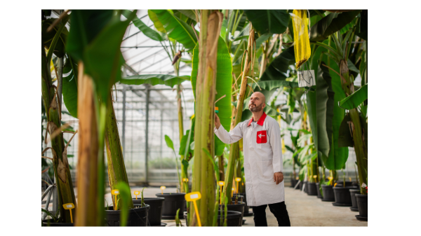 Yellowdish, the fertile Cavendish breeding line