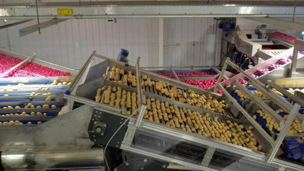 Eagle Eye Produce opens new red and yellow potato packing facility