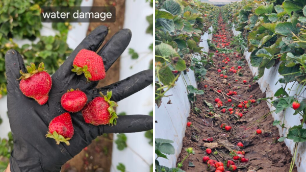 Strawberry supplies can’t meet demand due to weather issues