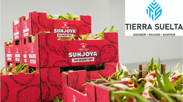 Tierra Suelta enters peak dragon fruit season